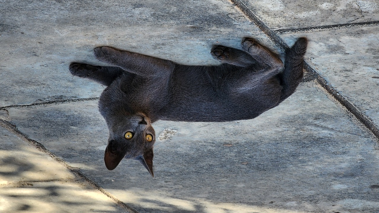 Katze