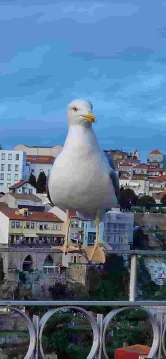 Möwe