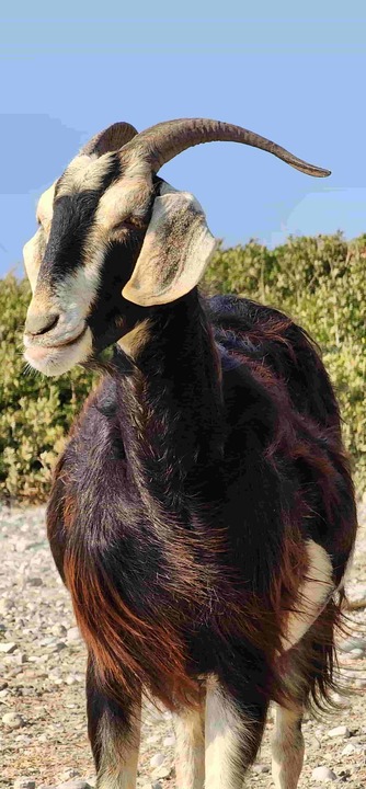 Ziegen
