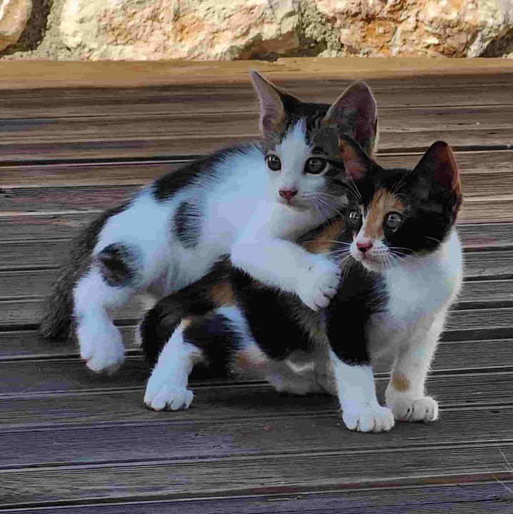 Katzen