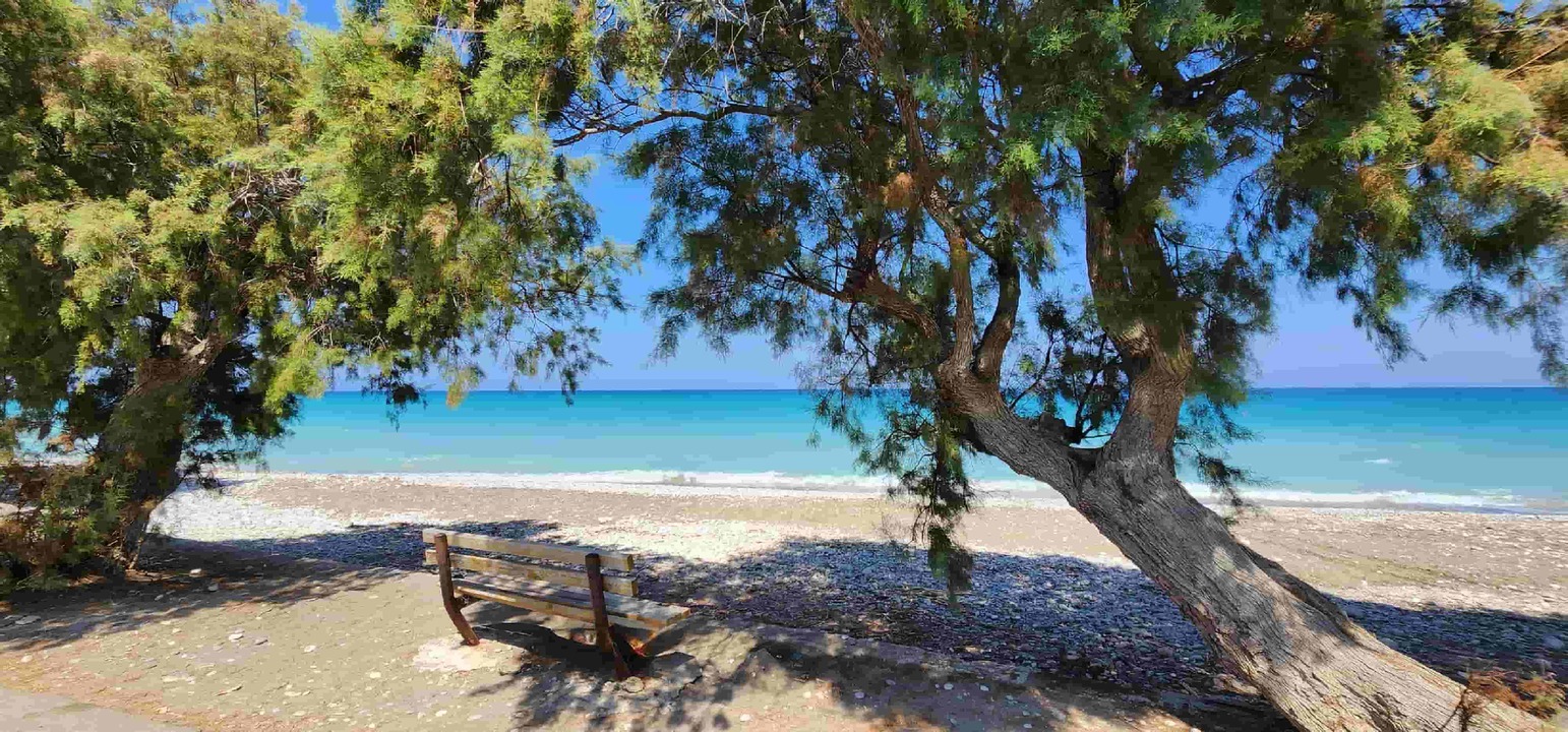 Strand mit Baum